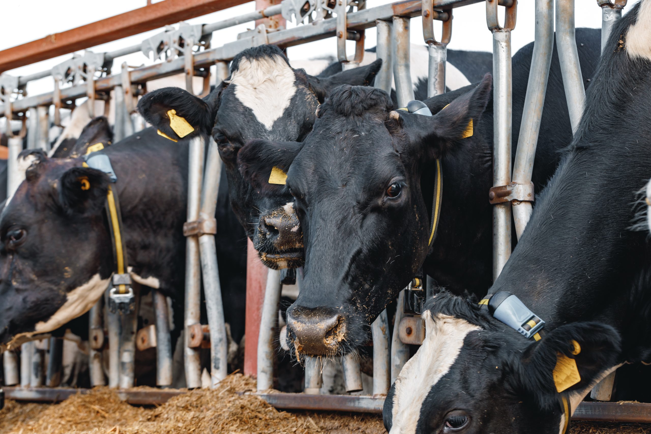 A-tejuzemi-gazdalkodo-szerint-napokig-sirnak-a-tehen-mamak_bbc_cow-scaled