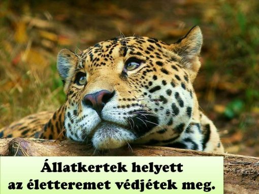Állatkert vagy Állatbörtön?