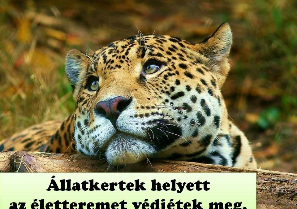 Állatkert vagy Állatbörtön?