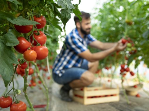 Eljött az idő, hogy a vágóhidakat üvegházakra cseréljük
