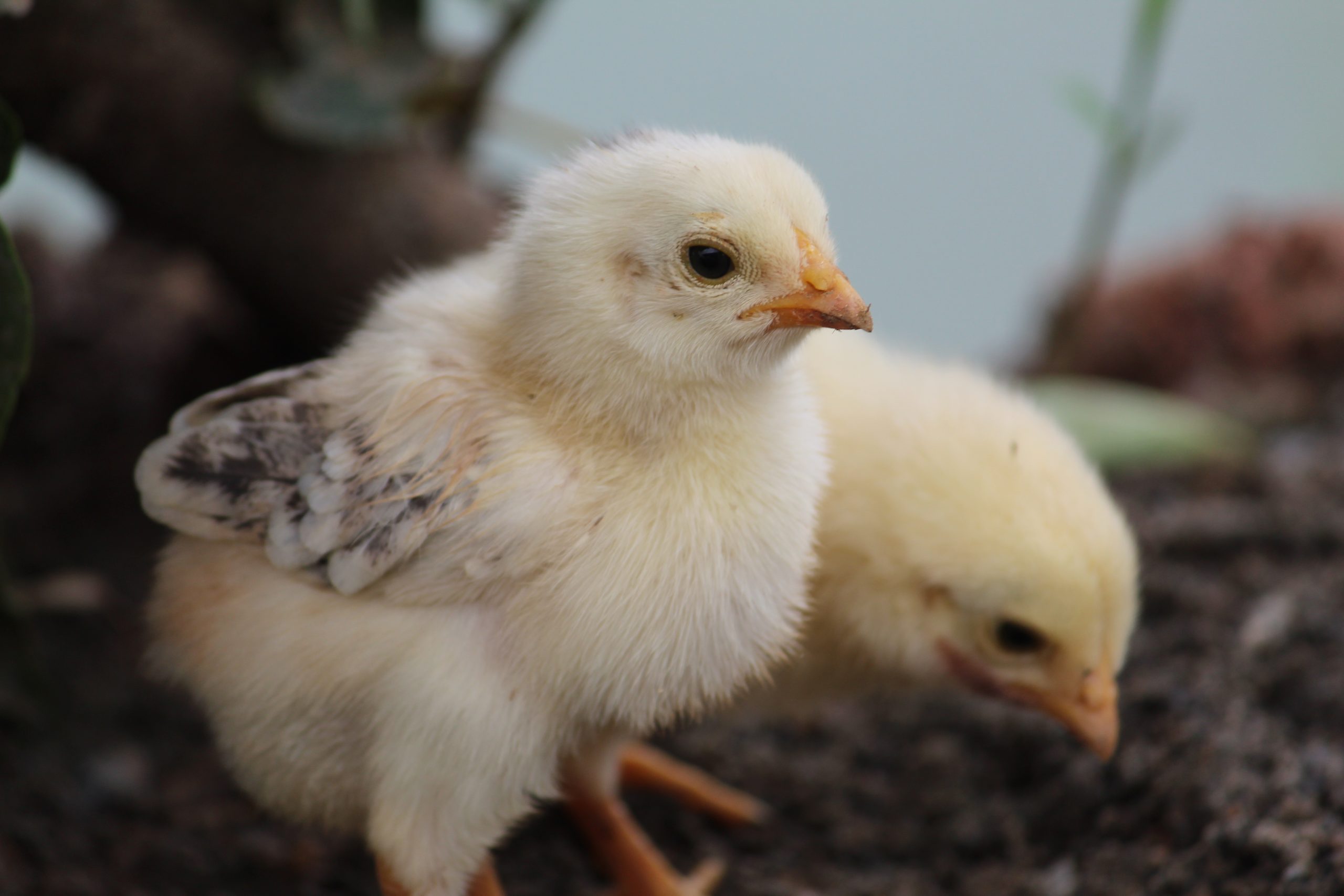 Forradalom-a-csirkak-viselkedesenek-megerteseben_Kiemelt-kep-Chicken-behavior-scaled