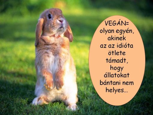 Miért lettél vegán?