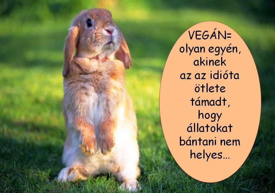 Miért lettél vegán?